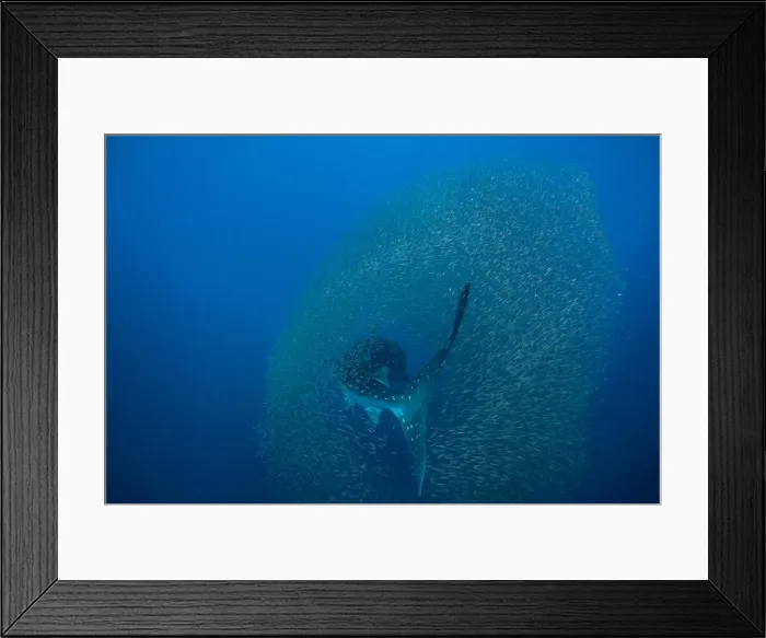 Framed Print : Whale shark (Rhincodon typus) surrounded by a shoal of fish evading predation, Honda Bay Framed Print : Whale shark (Rhincodon typus) surrounded by a shoal of fish evading predation, Honda Bay