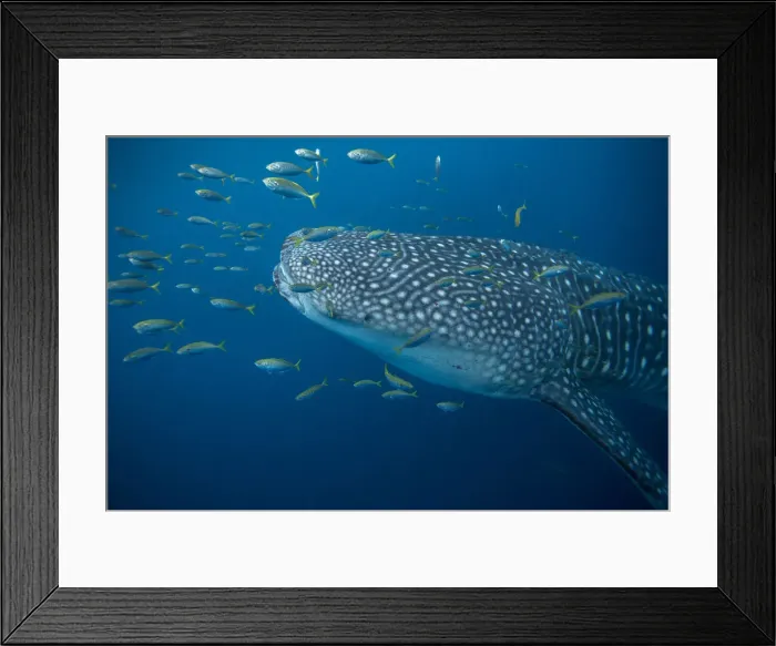Framed Print : Whale shark (Rhincodon typus) with golden trevally (Gnathanodon speciosus), Honda Bay Framed Print : Whale shark (Rhincodon typus) with golden trevally (Gnathanodon speciosus), Honda Bay