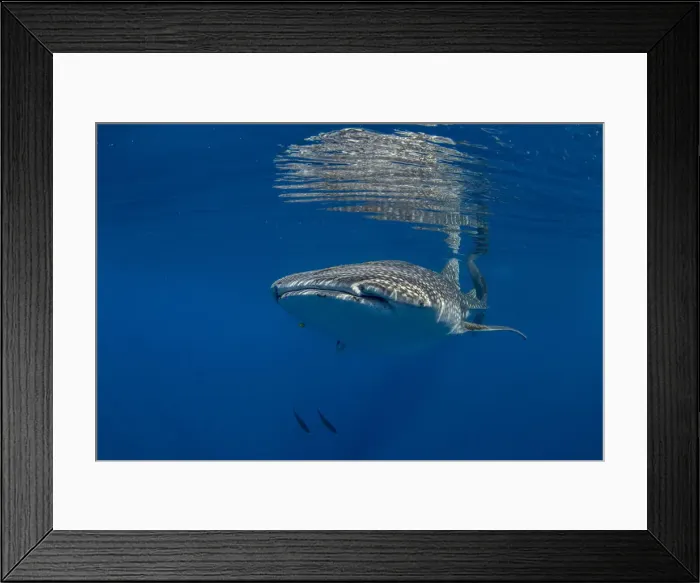 Framed Print : Whale shark (Rhincodon typus) swimming beneath the surface in Honda Bay, Palawan Framed Print : Whale shark (Rhincodon typus) swimming beneath the surface in Honda Bay, Palawan