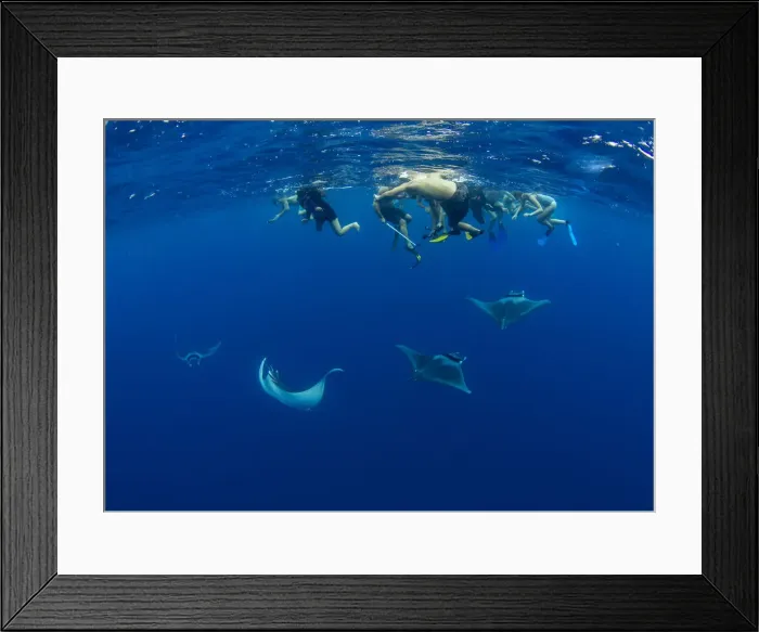 Framed Print : A group of snorkellers observing spinetail devil rays (Mobula mobular) engaged in Framed Print : A group of snorkellers observing spinetail devil rays (Mobula mobular) engaged in