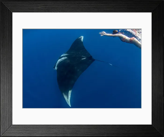 Framed Print : Snorkeller with oceanic manta ray (Manta birostris) feeding near the surface, Honda Bay Framed Print : Snorkeller with oceanic manta ray (Manta birostris) feeding near the surface, Honda Bay