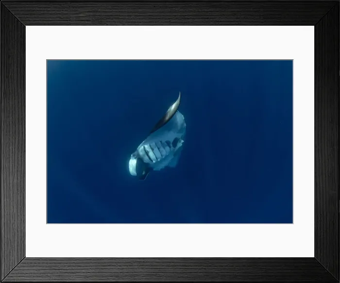 Framed Print : Oceanic manta ray (Manta birostris) feeding near the surface, Honda Bay, Palawan Framed Print : Oceanic manta ray (Manta birostris) feeding near the surface, Honda Bay, Palawan