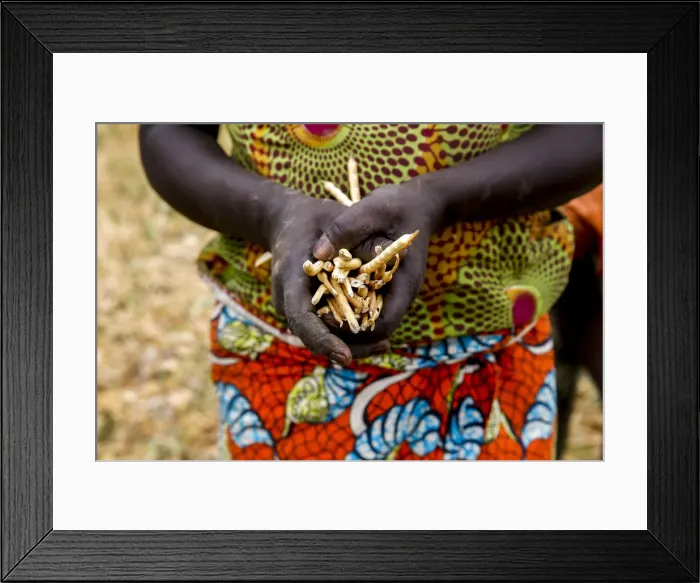 Framed Print : Bean harvest in Djibomben village, North Togo, West Africa, Africa Framed Print : Bean harvest in Djibomben village, North Togo, West Africa, Africa