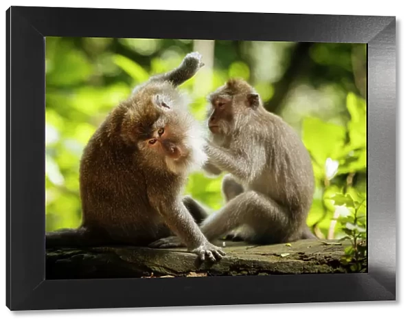 Long Tailed Macaques, Monkey Forest Sanctuary, Ubud, Bali, Indonesia, Southeast Asia