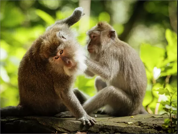 Long Tailed Macaques, Monkey Forest Sanctuary, Ubud, Bali, Indonesia, Southeast Asia