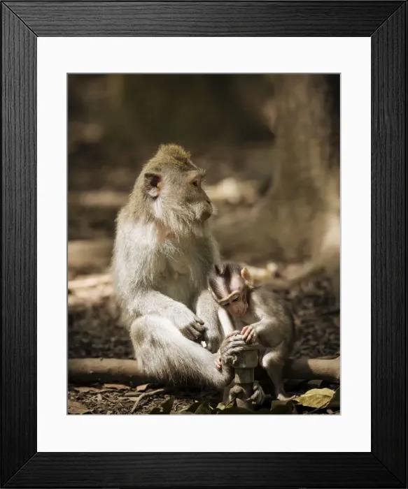 Framed Print : Monkey and baby long tailed Macaques playing with tap, Monkey Forest Sanctuary, Ubud Framed Print : Monkey and baby long tailed Macaques playing with tap, Monkey Forest Sanctuary, Ubud