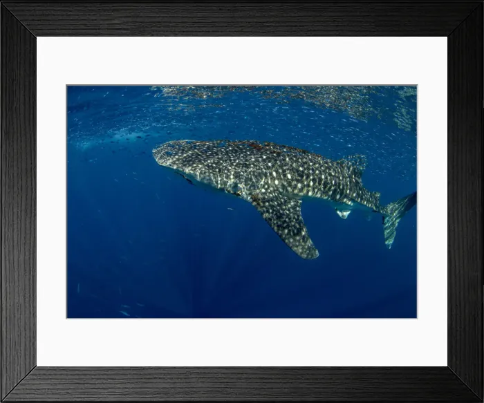 Framed Print : Whale shark (Rhincodon typus) with shoal of fish on the surface), Honda Bay, Palawan Framed Print : Whale shark (Rhincodon typus) with shoal of fish on the surface), Honda Bay, Palawan