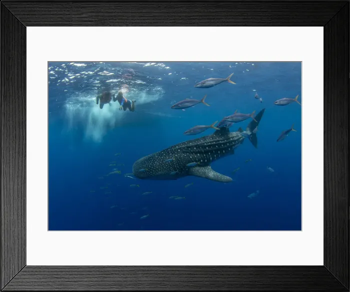 Framed Print : Whale shark (Rhincodon typus) with rainbow runner observed by a tourist and guide Framed Print : Whale shark (Rhincodon typus) with rainbow runner observed by a tourist and guide
