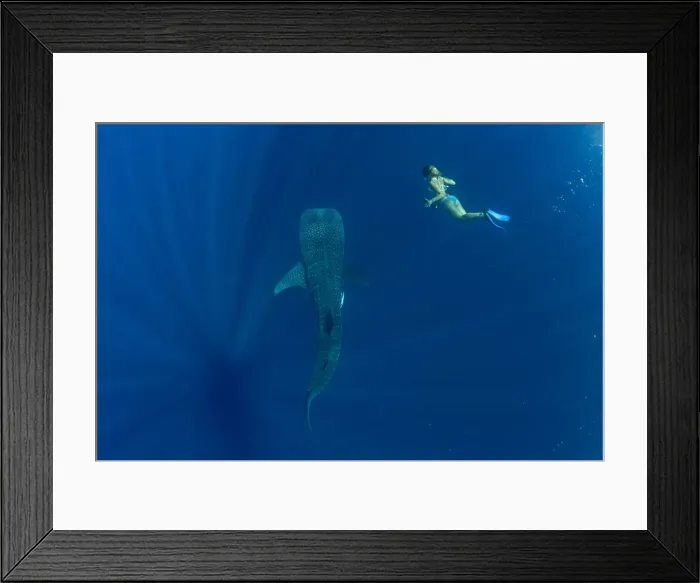 Framed Print : Tourist swimming with a whale shark (Rhincodon typus) in Honda Bay, Palawan Framed Print : Tourist swimming with a whale shark (Rhincodon typus) in Honda Bay, Palawan