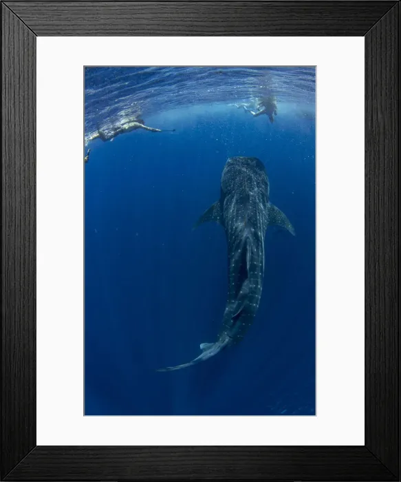Framed Print : Tourists snorkelling with a whale shark (Rhincodon typus) in Honda Bay, Palawan Framed Print : Tourists snorkelling with a whale shark (Rhincodon typus) in Honda Bay, Palawan