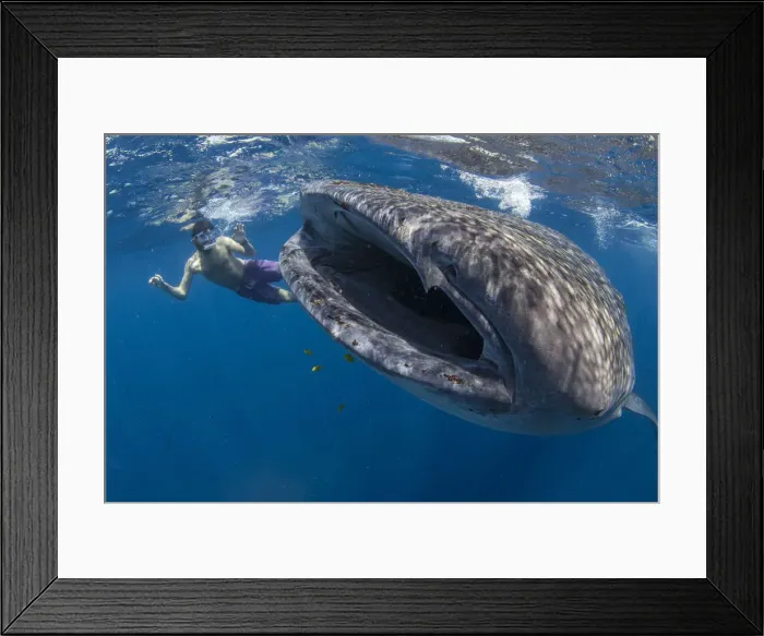 Framed Print : Snorkeller with a juvenile whale shark (Rhincodon typus) feeding on the suface in Framed Print : Snorkeller with a juvenile whale shark (Rhincodon typus) feeding on the suface in