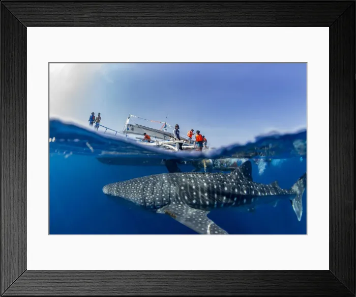 Framed Print : Whale shark (Rhincodon typus) below a banca boat in Honda Bay, Palawan, The Philippines Framed Print : Whale shark (Rhincodon typus) below a banca boat in Honda Bay, Palawan, The Philippines