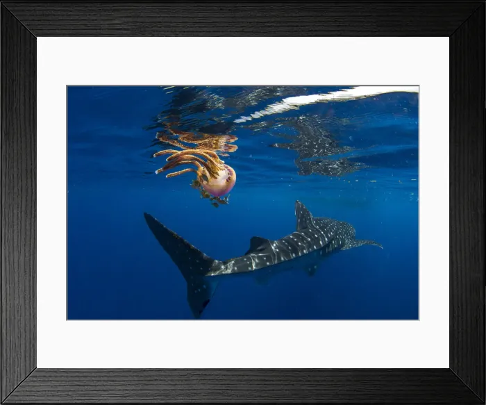 Framed Print : Whale shark (Rhincodon typus) swimming past a jellyfish (Thysanostoma loriferum) Framed Print : Whale shark (Rhincodon typus) swimming past a jellyfish (Thysanostoma loriferum)