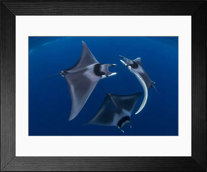 Framed Print : Spinetail devil rays (Mobula mobular) engaged in sexual courtship in Honda Bay, Palawan Framed Print : Spinetail devil rays (Mobula mobular) engaged in sexual courtship in Honda Bay, Palawan