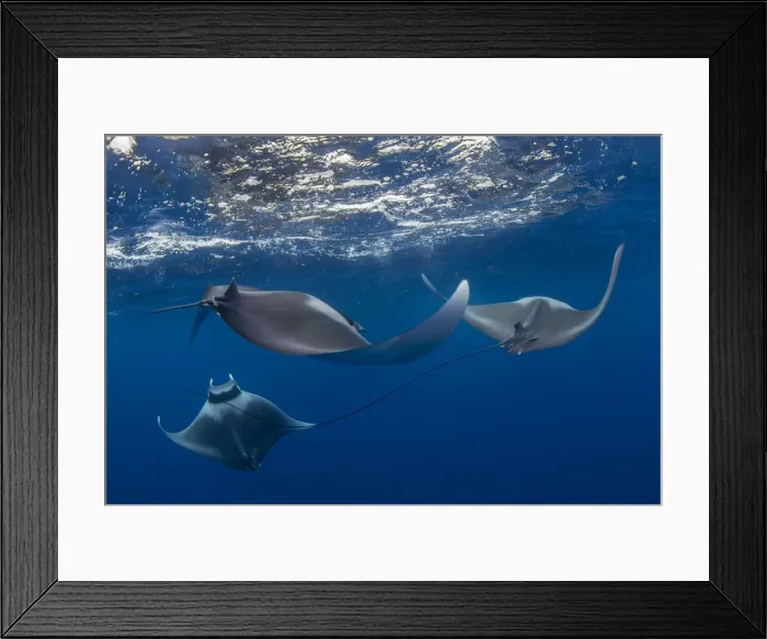 Framed Print : Spinetail devil rays (Mobula mobular) engaged in sexual courtship in Honda Bay, Palawan