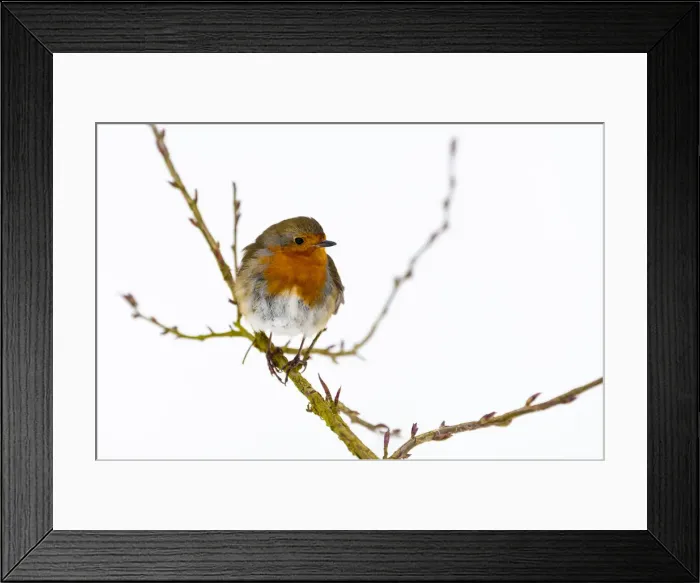 Framed Print : European robin (Erithacus rubecula), in winter, Kent, England, United Kingdom, Europe Framed Print : European robin (Erithacus rubecula), in winter, Kent, England, United Kingdom, Europe