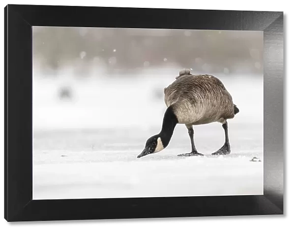 Canada goose (Branta canadensis) on snow covered frozen lake, Kent, England, United