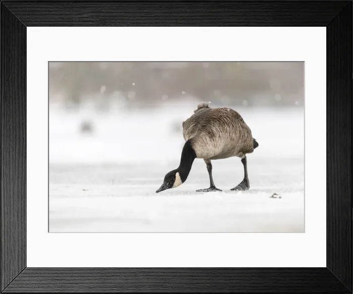 Framed Print : Canada goose (Branta canadensis) on snow covered frozen lake, Kent, England, United Framed Print : Canada goose (Branta canadensis) on snow covered frozen lake, Kent, England, United