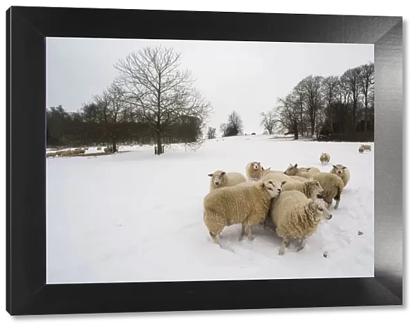 Sheep in snow covered field, Kent, England, United Kingdom, Europe
