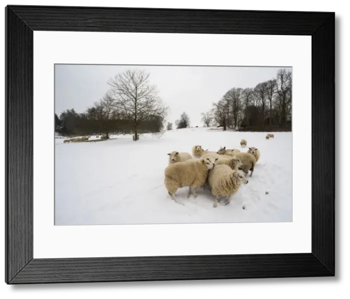 Framed Print : Sheep in snow covered field, Kent, England, United Kingdom, Europe Framed Print : Sheep in snow covered field, Kent, England, United Kingdom, Europe