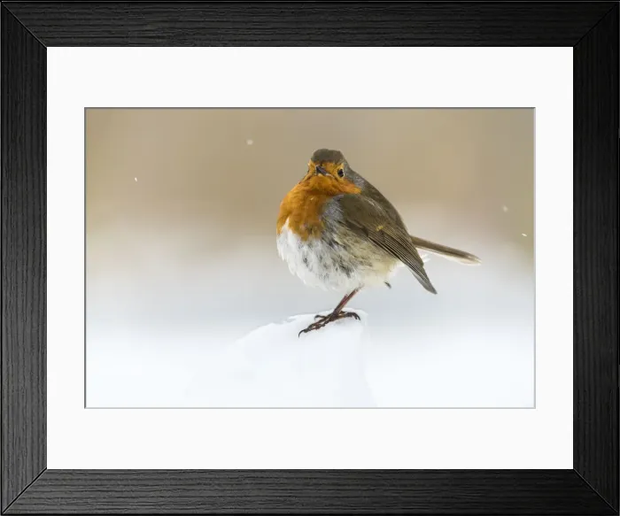 Framed Print : European robin (Erithacus rubecula), in winter, Kent, England, United Kingdom, Europe Framed Print : European robin (Erithacus rubecula), in winter, Kent, England, United Kingdom, Europe