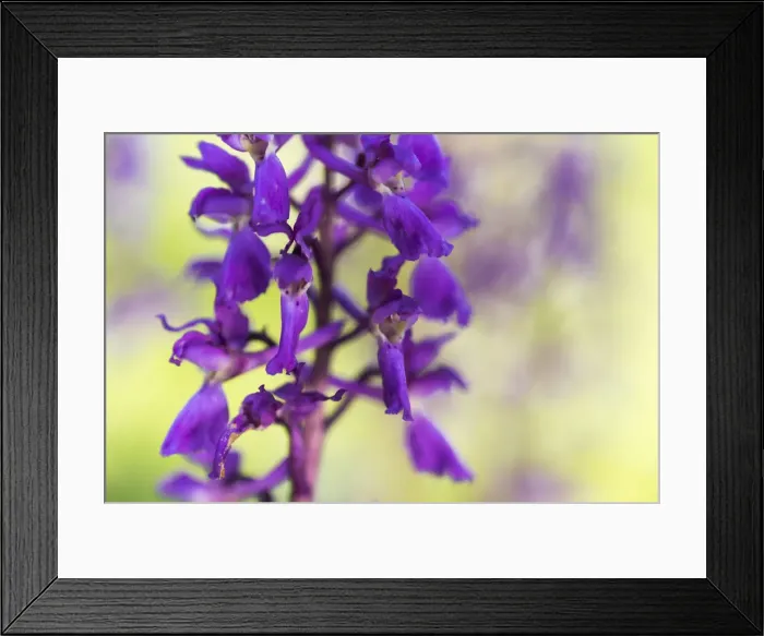 Framed Print : Early-purple orchid (Orchis mascula), close-up of flower, Kent, England, United Kingdom Framed Print : Early-purple orchid (Orchis mascula), close-up of flower, Kent, England, United Kingdom