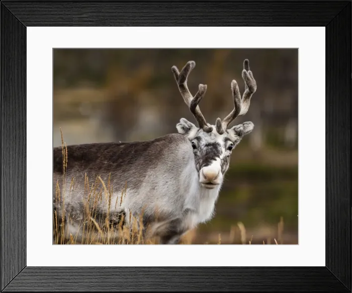 Framed Print : Reindeer (Rangifer tarandus), Kilpisjarvi, Lapland, Finland, Europe Framed Print : Reindeer (Rangifer tarandus), Kilpisjarvi, Lapland, Finland, Europe