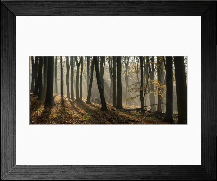 Framed Print : Common beech (Fagus sylvatica) trees, morning sunlight, autumn colour, Kings Wood Framed Print : Common beech (Fagus sylvatica) trees, morning sunlight, autumn colour, Kings Wood
