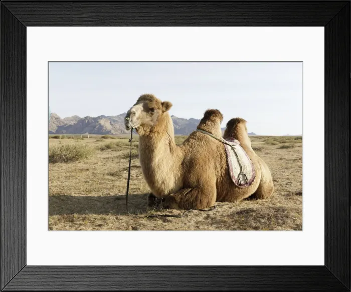 Framed Print : A camel in Khogno Khan National Park, Mongolia, Central Asia, Asia Framed Print : A camel in Khogno Khan National Park, Mongolia, Central Asia, Asia