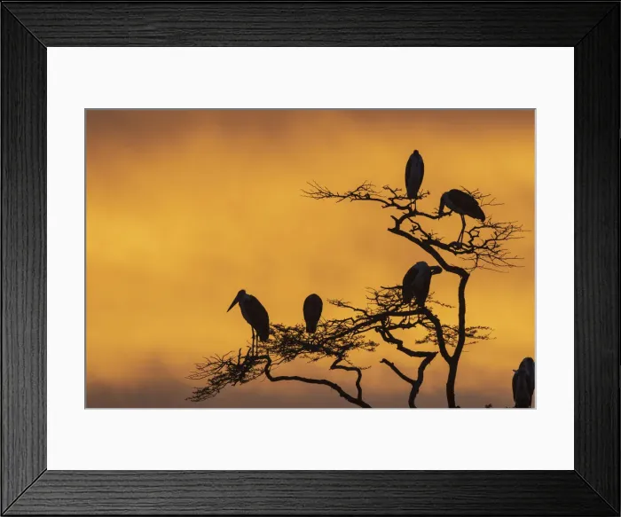 Framed Print : Marabou storks (Leptoptilos crumeniferus) perching on a tree at sunrise, Tanzania Framed Print : Marabou storks (Leptoptilos crumeniferus) perching on a tree at sunrise, Tanzania