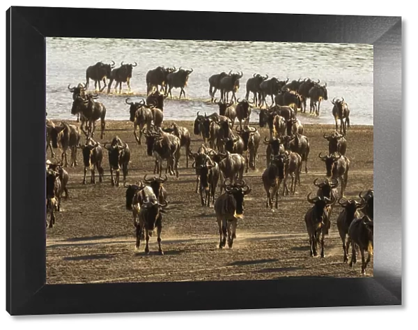 Migrating wildebeest (Chonnochaetes tautinus) crossing Lake Ndutu, Serengeti, UNESCO