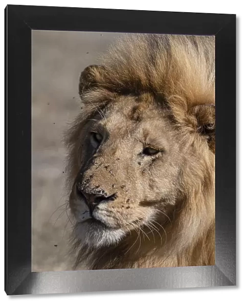Male lion (Panthera leo), Ndutu, Ngorongoro Conservation Area, UNESCO World Heritage Site