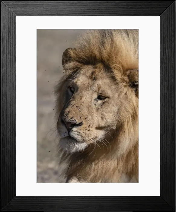 Framed Print : Male lion (Panthera leo), Ndutu, Ngorongoro Conservation Area, UNESCO World Heritage Site Framed Print : Male lion (Panthera leo), Ndutu, Ngorongoro Conservation Area, UNESCO World Heritage Site
