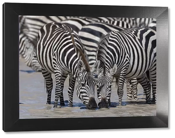 Plains zebras (Equus quagga), Ndutu, Serengeti, UNESCO World Heritage Site, Tanzania