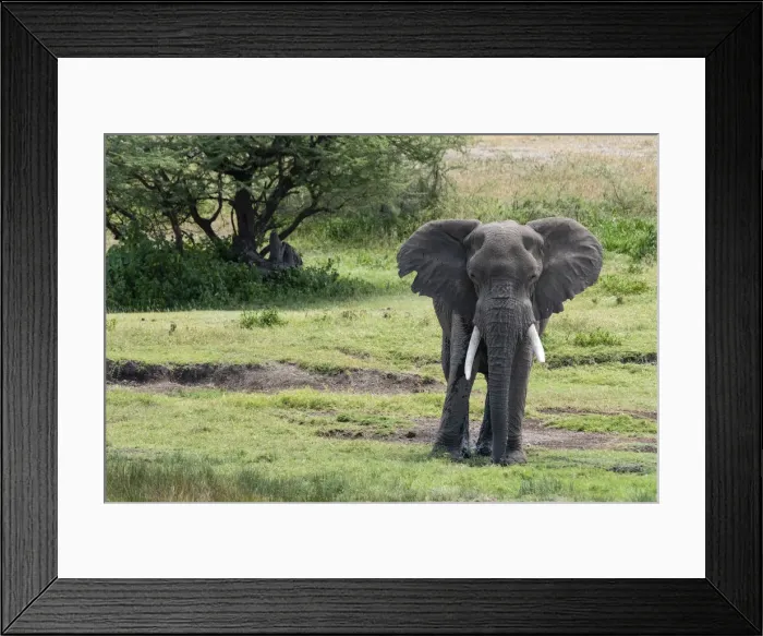 Framed Print : African elephant (Loxodonta africana), Seronera, Serengeti National Park, UNESCO World Framed Print : African elephant (Loxodonta africana), Seronera, Serengeti National Park, UNESCO World