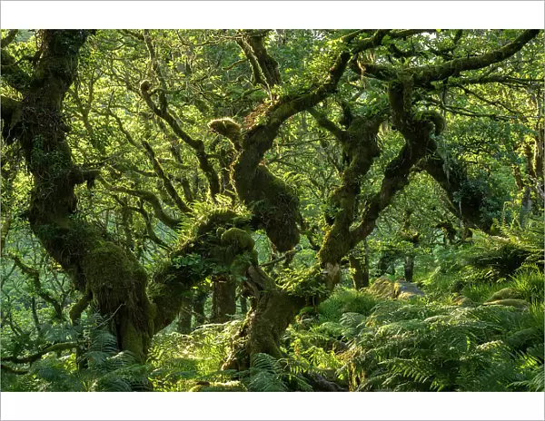 A verdant Wistmans Wood in summer sunshine, Dartmoor National Park, Devon, England