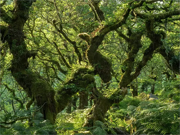 A verdant Wistmans Wood in summer sunshine, Dartmoor National Park, Devon, England