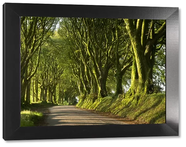 Country lane under avenue of trees, Bridestowe, Dartmoor, Devon, England, United Kingdom