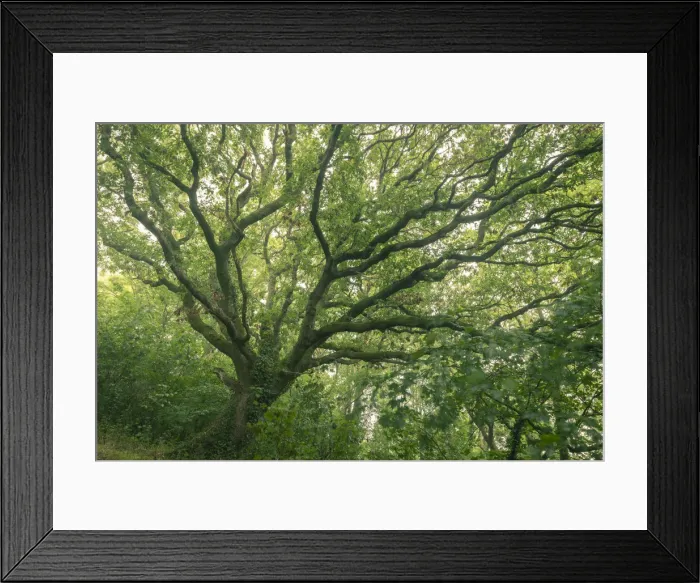 Framed Print : English Oak tree with summer foliage, Cornwall, England, United Kingdom, Europe Framed Print : English Oak tree with summer foliage, Cornwall, England, United Kingdom, Europe