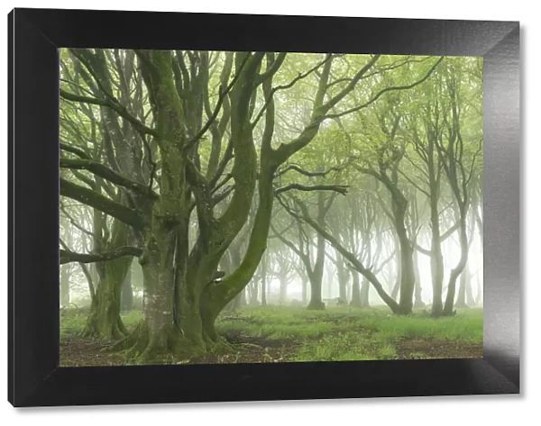 Deciduous trees with spring foliage in a foggy woodland, Cornwall, England, United