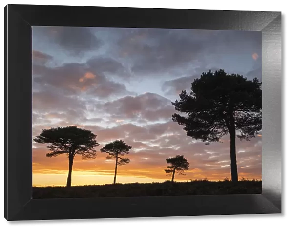 Scots Pine trees silhouetted against a sunset sky on New Forest heathland, Hampshire
