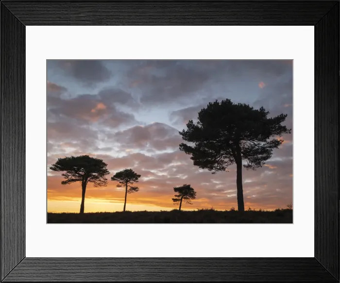 Framed Print : Scots Pine trees silhouetted against a sunset sky on New Forest heathland, Hampshire Framed Print : Scots Pine trees silhouetted against a sunset sky on New Forest heathland, Hampshire
