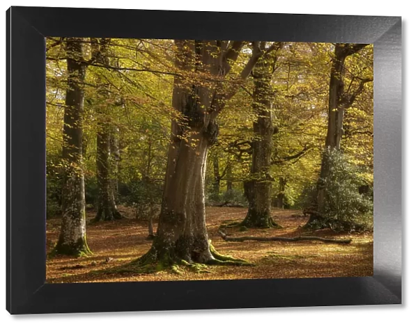 Mature beech woodland during autumn, New Forest National Park, Hampshire, England