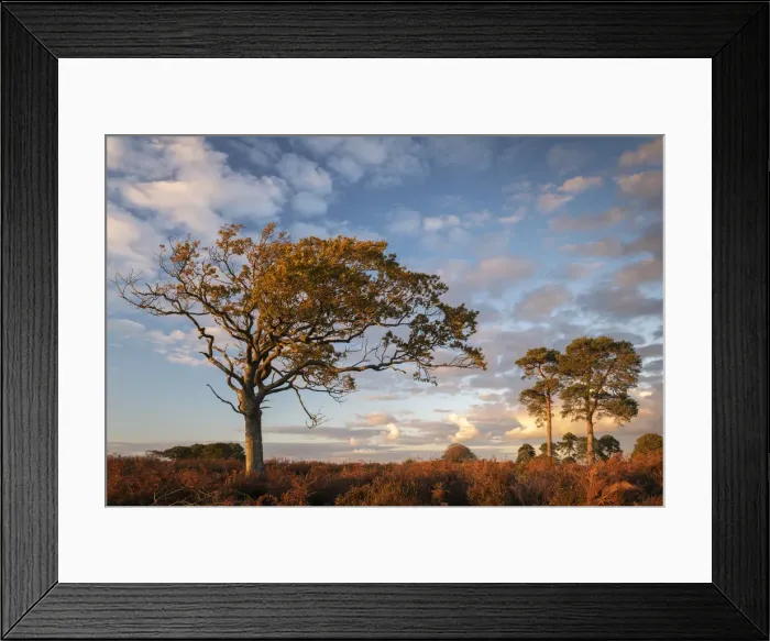Framed Print : Trees on the heathland in late evening sunlight, New Forest, Hampshire, England, United Framed Print : Trees on the heathland in late evening sunlight, New Forest, Hampshire, England, United