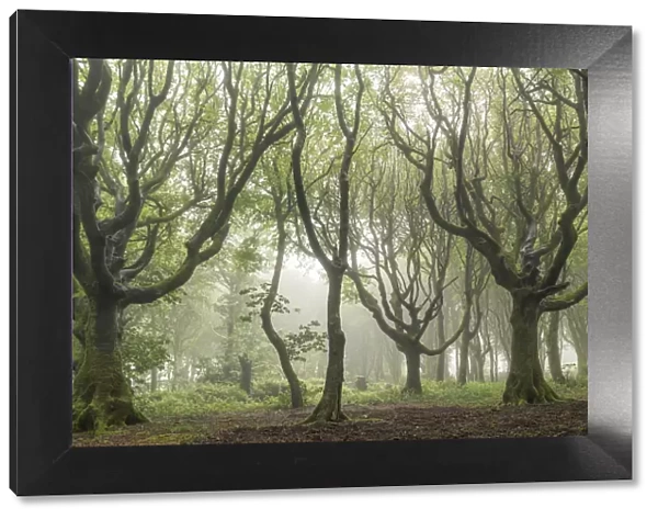 Deciduous trees on a foggy morning, North Cornwall, England, United Kingdom, Europe