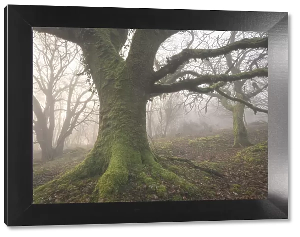 Mossy trees in a misty woodland in winter, Dartmoor, Devon, England, United Kingdom