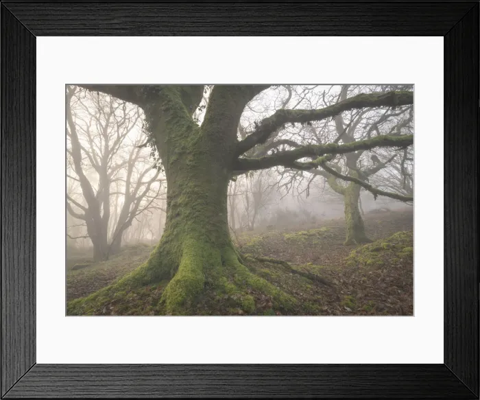 Framed Print : Mossy trees in a misty woodland in winter, Dartmoor, Devon, England, United Kingdom Framed Print : Mossy trees in a misty woodland in winter, Dartmoor, Devon, England, United Kingdom
