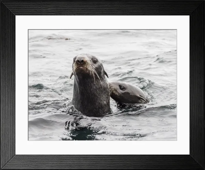 Framed Print : Northern fur seals (Callorhinus ursinus), Bering Island, Commander Island Group, Kamchatka Framed Print : Northern fur seals (Callorhinus ursinus), Bering Island, Commander Island Group, Kamchatka
