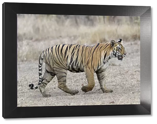 Young Bengal tiger (Panthera tigris tigris) walking, Tadoba Andhari Tiger Reserve