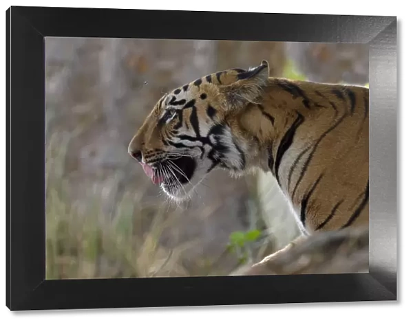 Male Bengal tiger (Panthera tigris tigris), Portrait, Tadoba Andhari Tiger Reserve